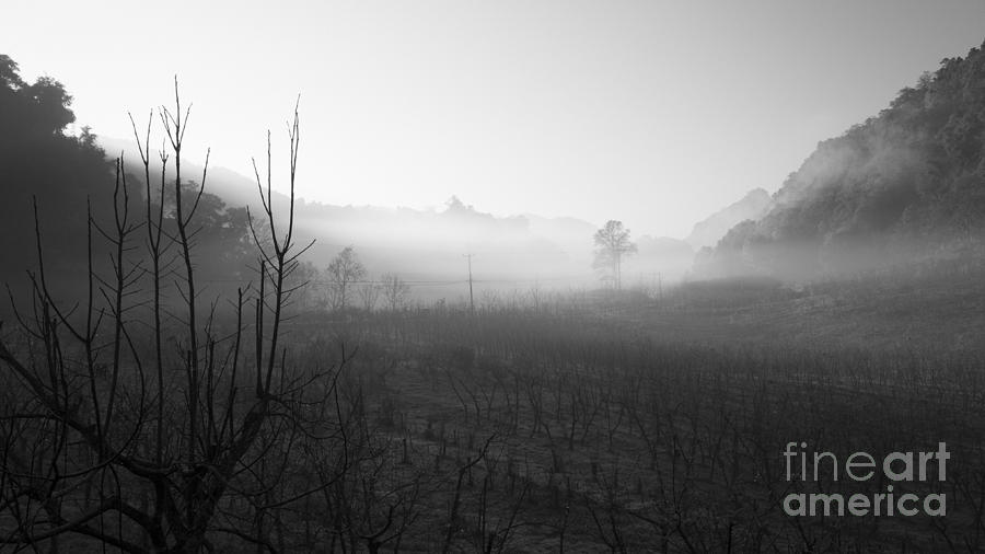 Mist in the valley Photograph by Setsiri Silapasuwanchai