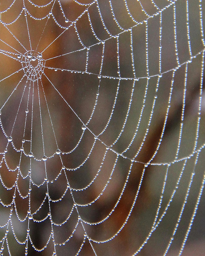 Mist on a spider web Photograph by Doris Potter