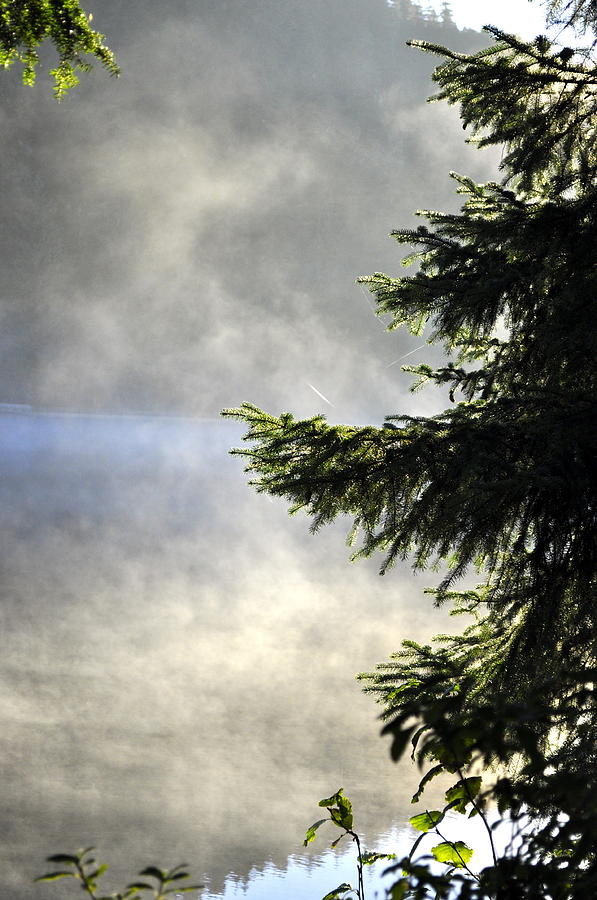 Tree Photograph - Mist on Auke Lake by Cathy Mahnke