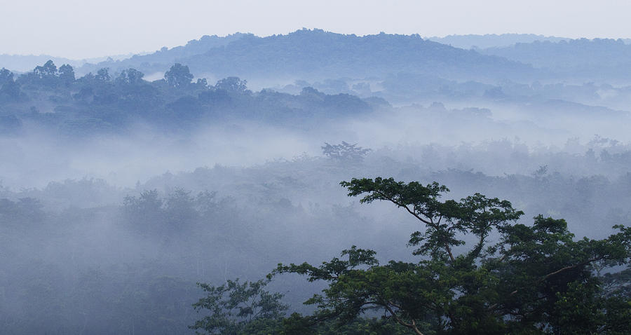Mist Over Tropical Rainforest Kibale Np Photograph by Sebastian Kennerknecht