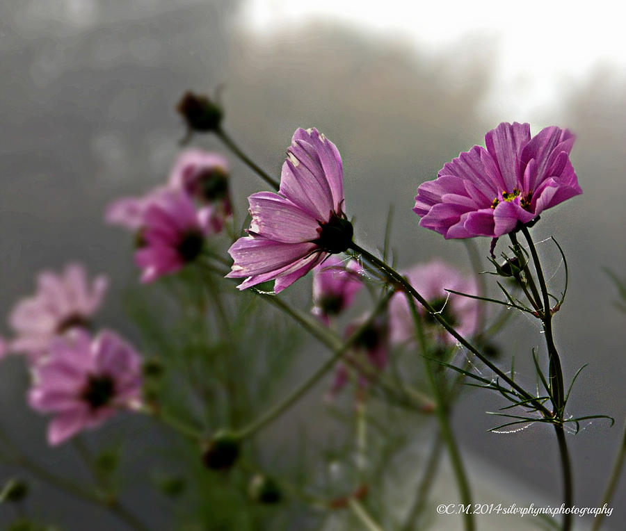 Misted Pink Photograph