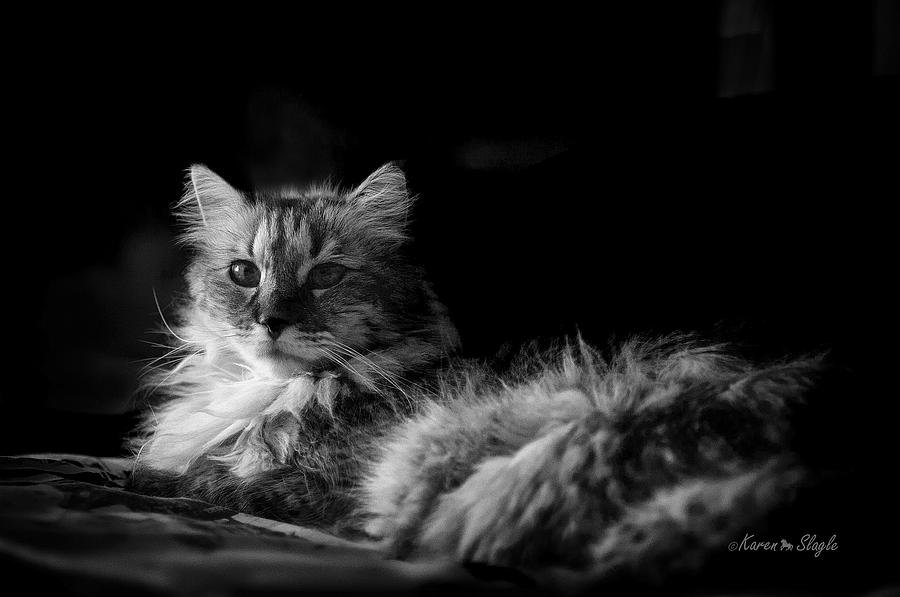 Cat Photograph - Mister Elegant by Karen Slagle