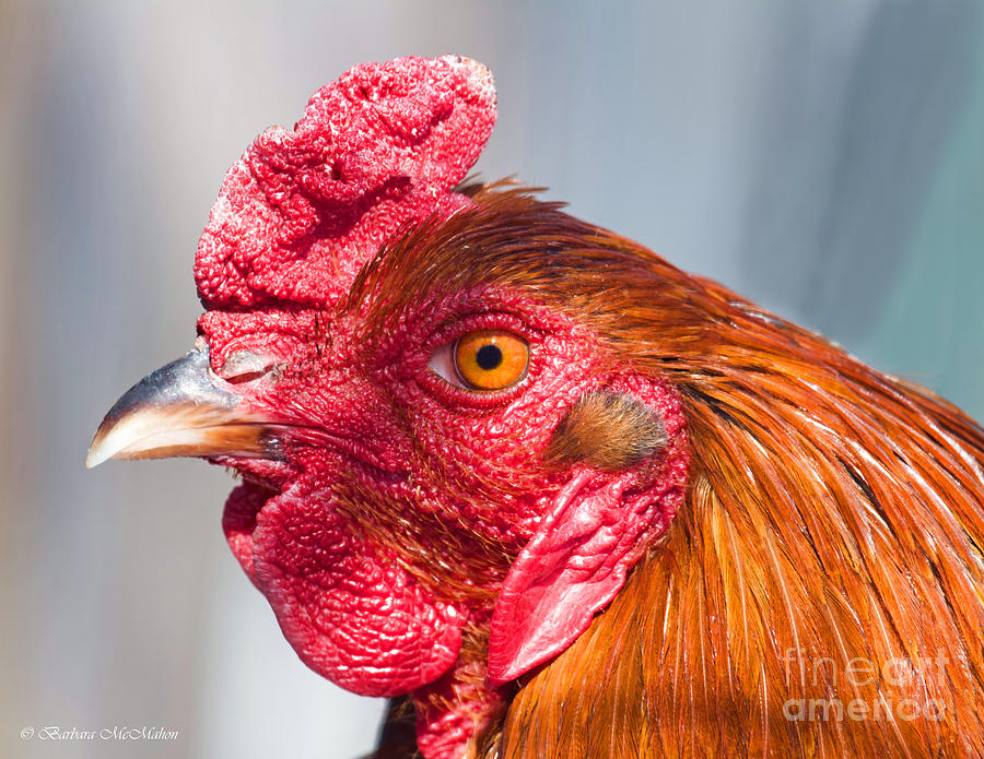 Mister Golden Eye Rooster Photograph by Barbara McMahon