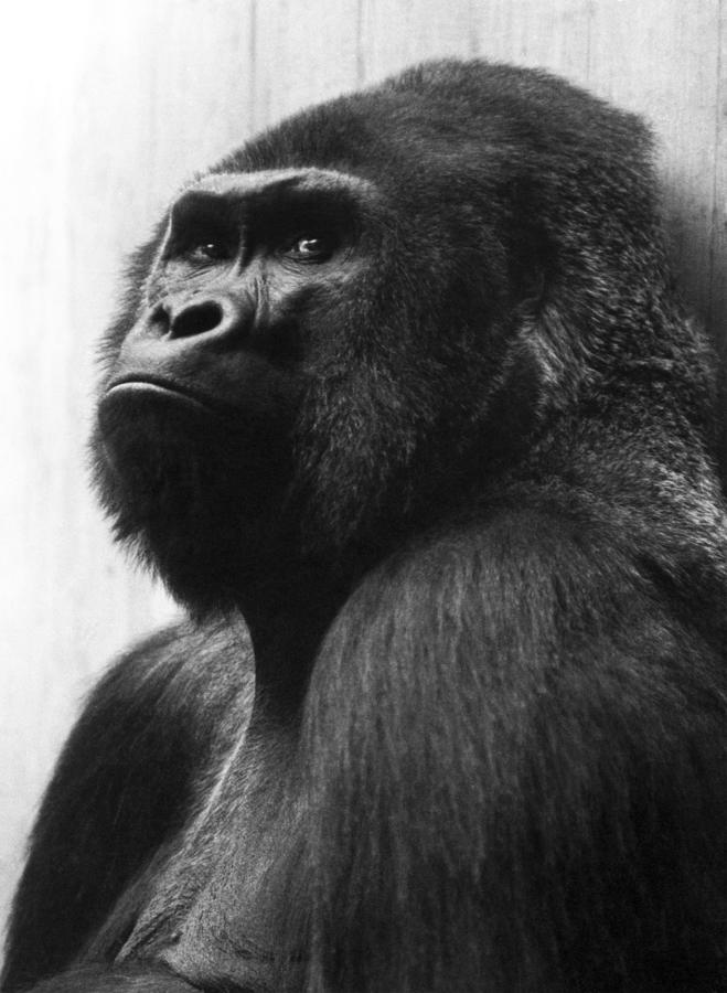 Mister Gorilla Photograph by Dragan Kudjerski