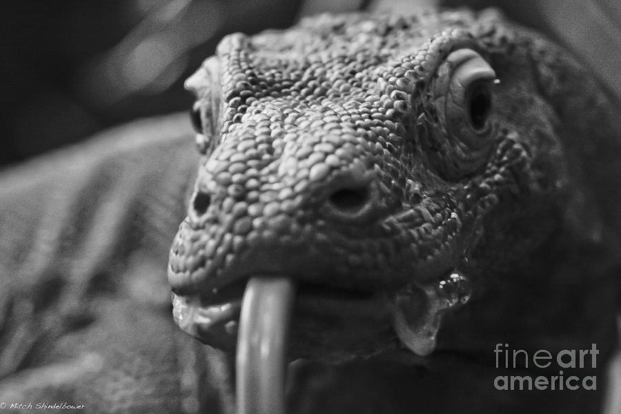 Lizard Photograph - Mister Lizard by Mitch Shindelbower Lizard Photograph - Mister Lizard by Mitch Shindelbower