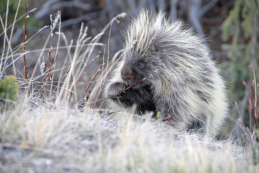 Mister Porcupine - Denali Alaska Photograph by Dyle   Warren