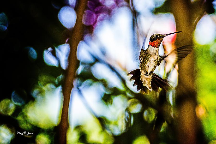Hummingbird - Mister Ruby-Throat Photograph by Barry Jones