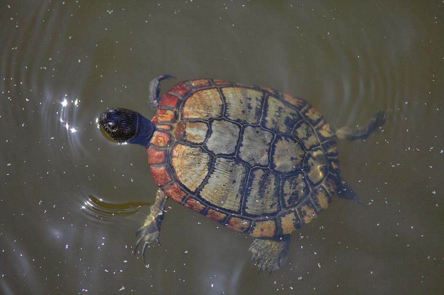 Mister Turtle Photograph by Gordon Elwell