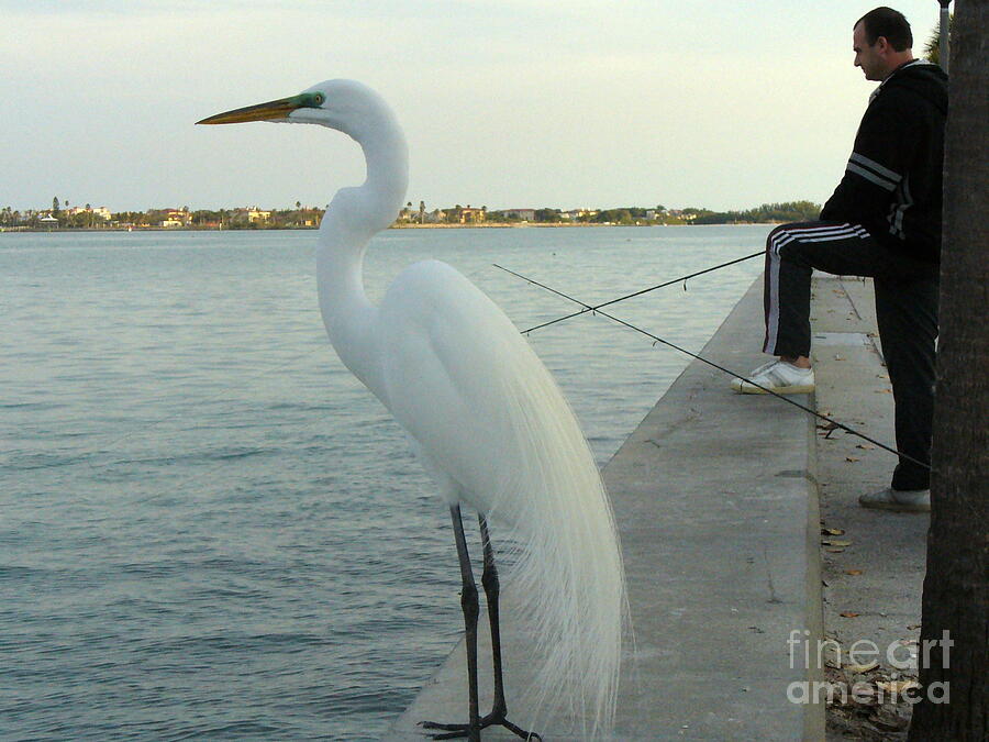 Egret Photograph - Mister When are we going to have Catch of The Day by Lingfai Leung