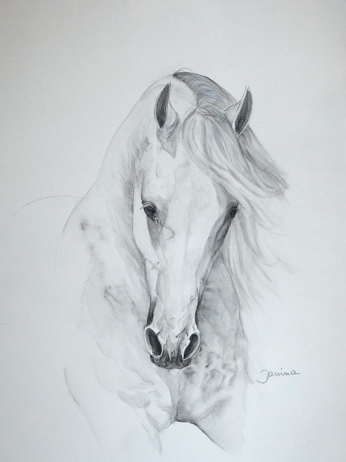 Horse Painting - Misterioso 2 by Janina  Suuronen
