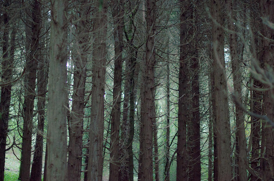 Up Movie Photograph - Mistic Woods by Georgina Noronha