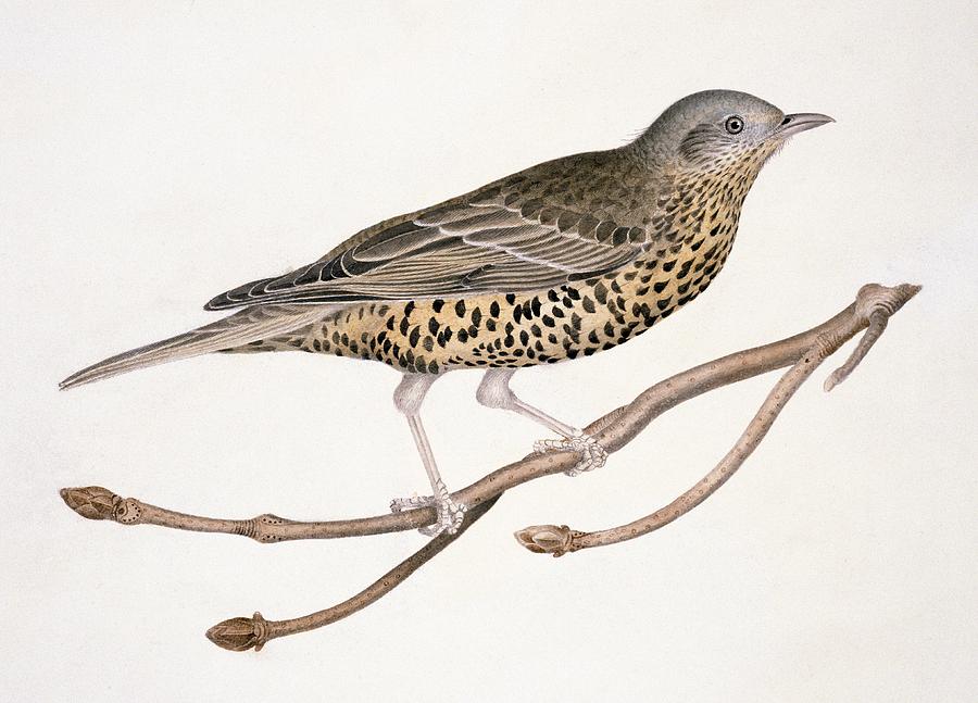 Mistle thrush, 19th century Photograph by Science Photo Library - Pixels