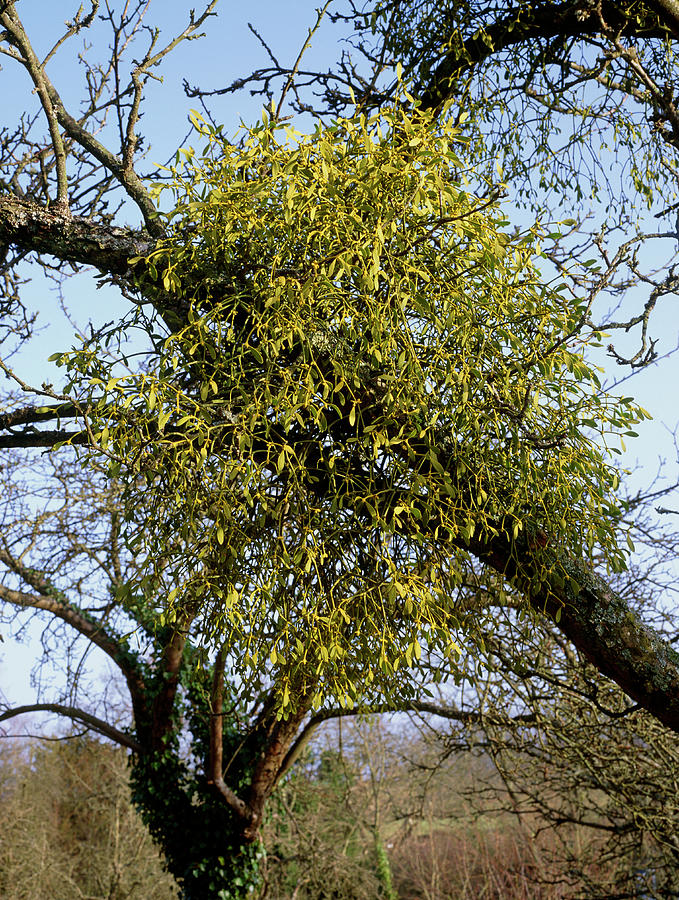 Mistletoe Photograph by Geoff Kidd/science Photo Library