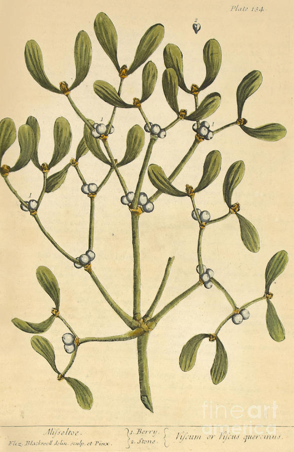 Mistletoe Medicinal Plant 1737 Photograph by Science Source