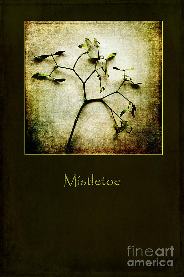 Mistletoe Photograph by Randi Grace Nilsberg