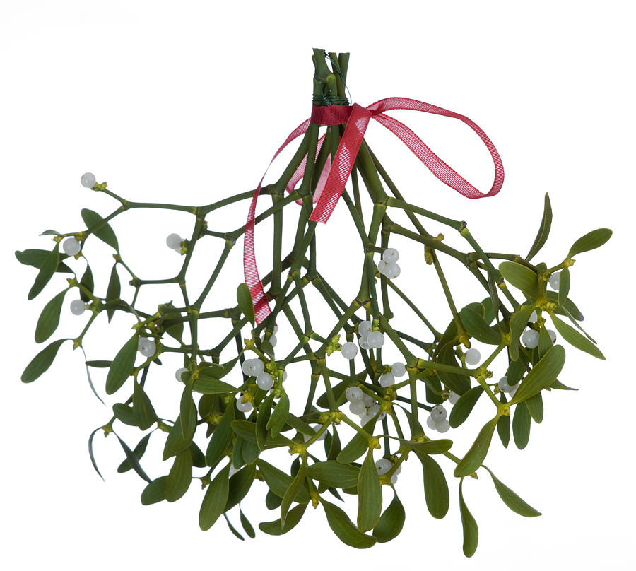 Mistletoe (Viscum album) on white background Photograph by AYImages