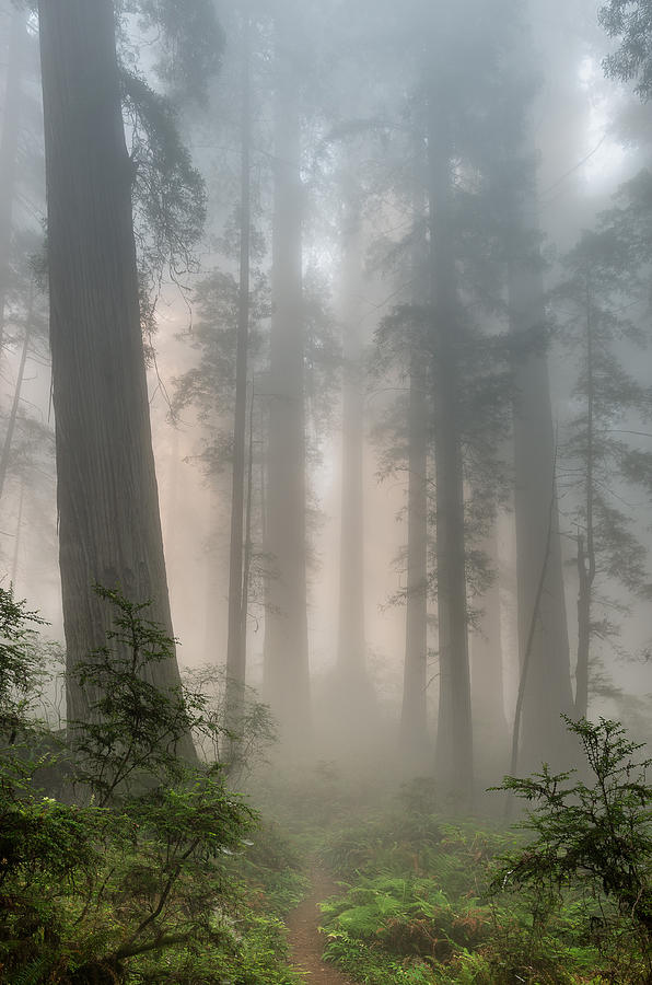 Mists Among the Redwoods Photograph by Greg Nyquist