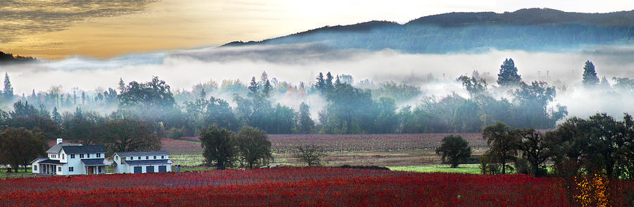 Mists Of Avalon Calistoga Color Photograph