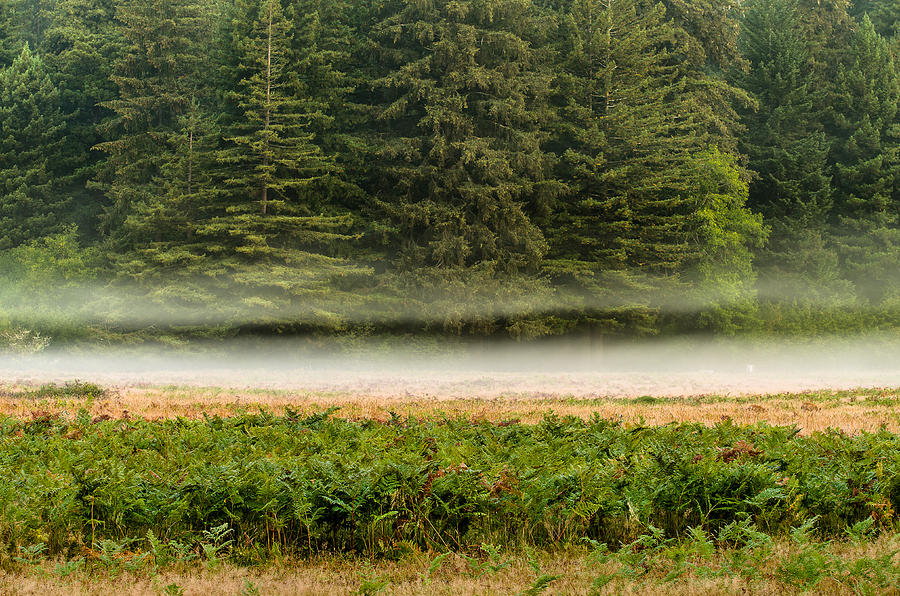 Redwood National Park Photograph - Mists on the Prairie by Greg Nyquist