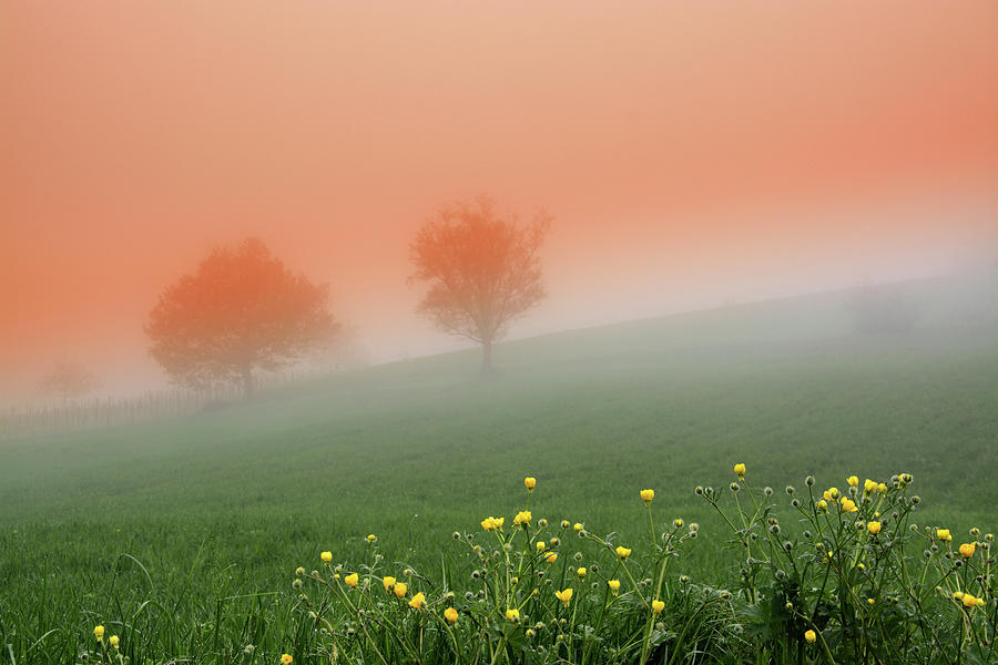 Mists Spring Photograph by Painting With Light