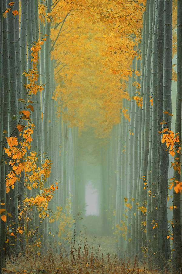 Fall Photograph - Misty Autumn Path by Lydia Jacobs