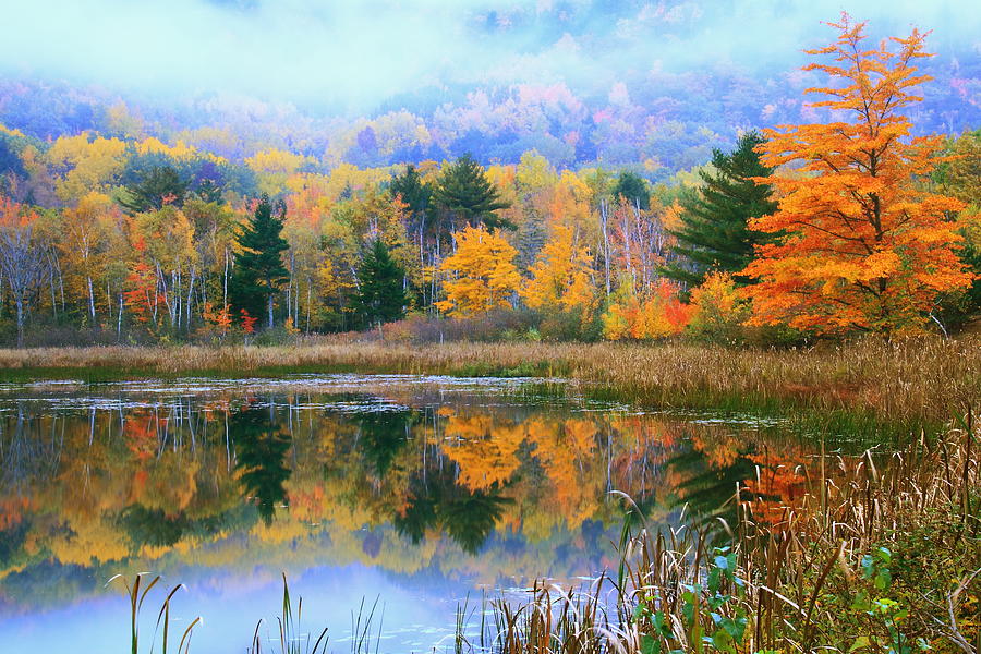 Misty Autumn Pond  Photograph by Roupen Baker