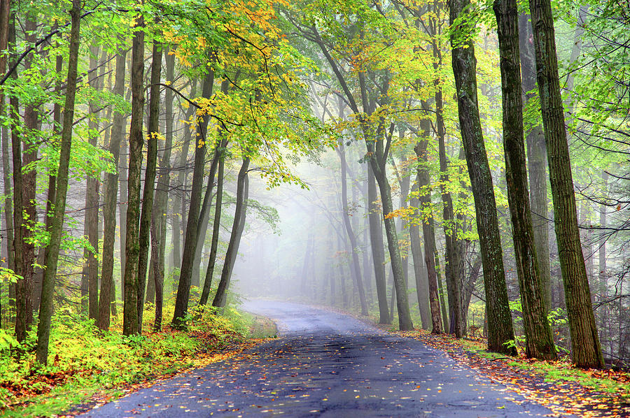 Misty Autumn Road Photograph by Denistangneyjr