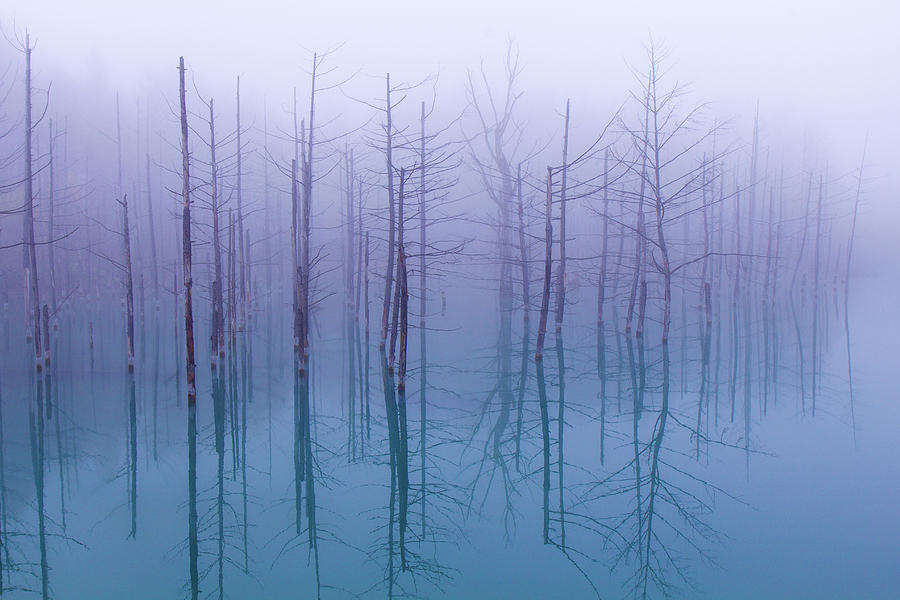 Misty Blue Pond Photograph by Osamu Asami