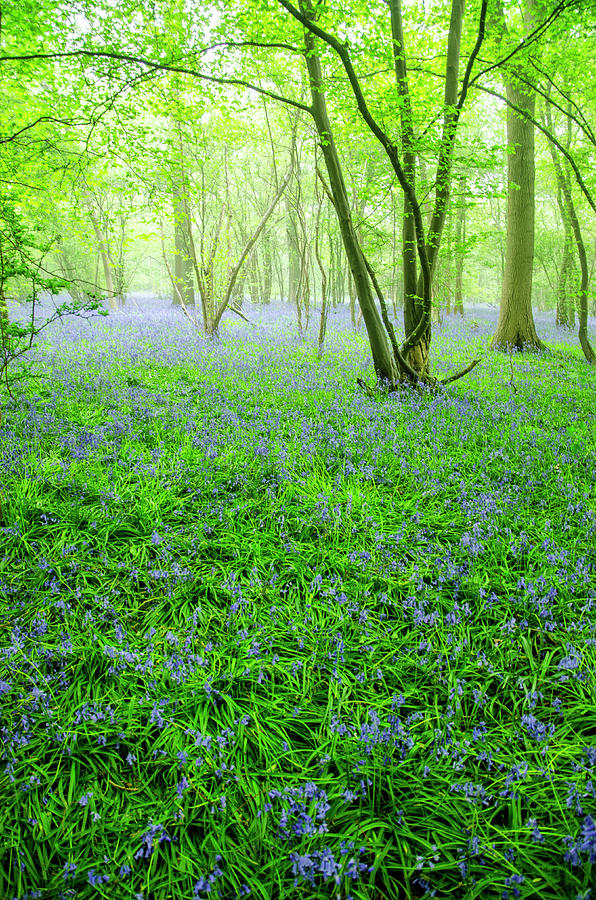 Misty Bluebells In The Woods Photograph by David Trotter  Realdelboy@googlemail.com
