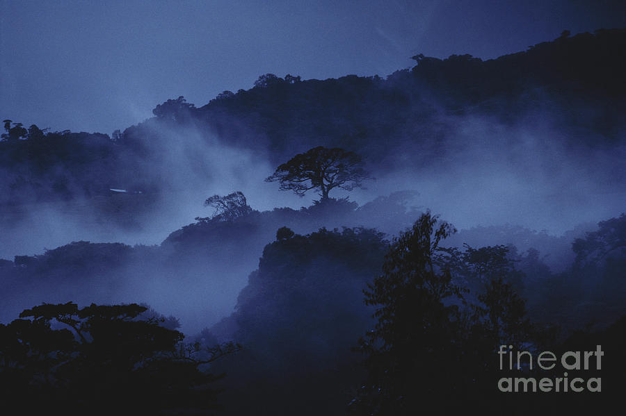 Misty Cloud Forest At Dusk Photograph by Gregory G Dimijian MD