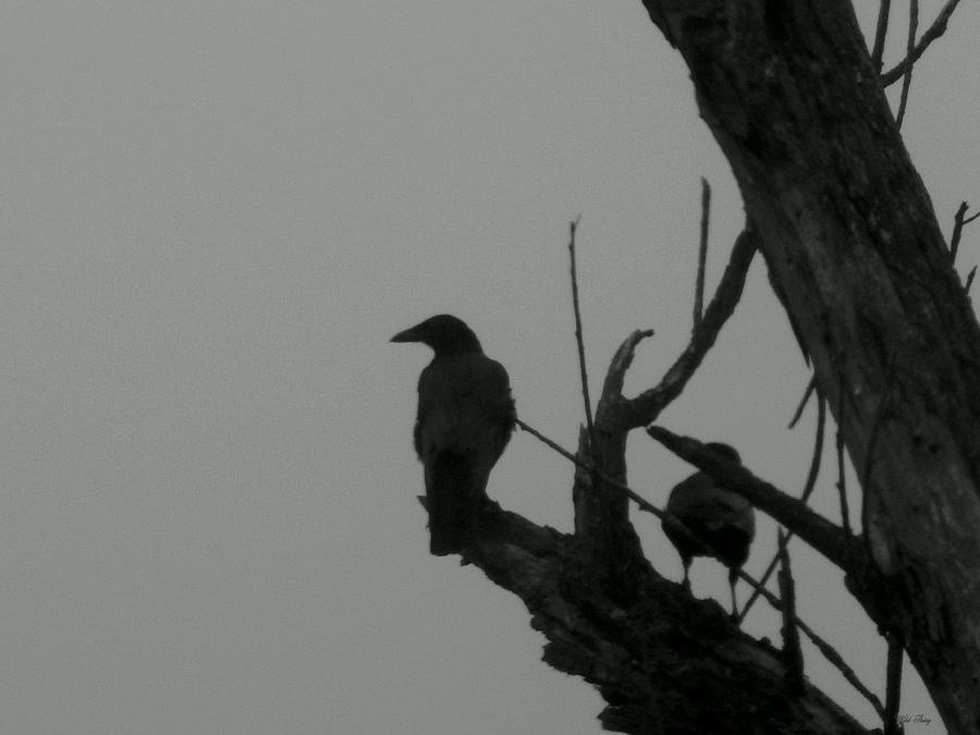 Misty Crow Silhouette Photograph by Wild Thing