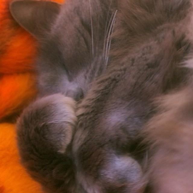 Cat Photograph - Misty Curling Up For A Nap! #alemy by Joann Vitali
