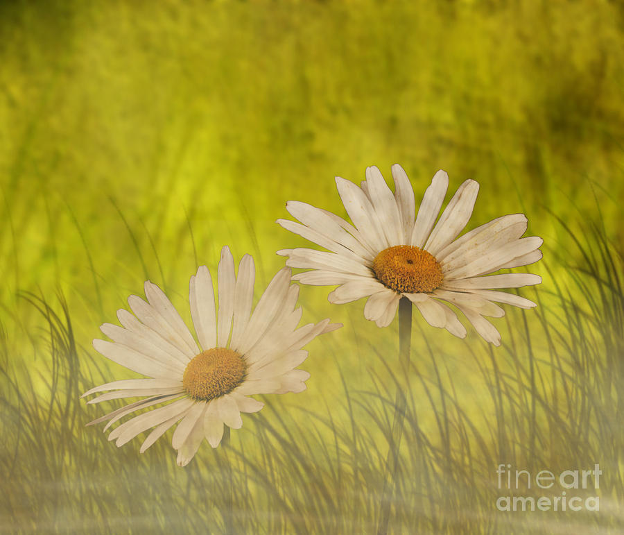 Misty Daisies Photograph by Shirley Mangini