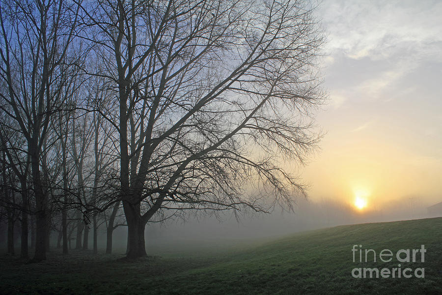 Misty Dawn Photograph by Julia Gavin