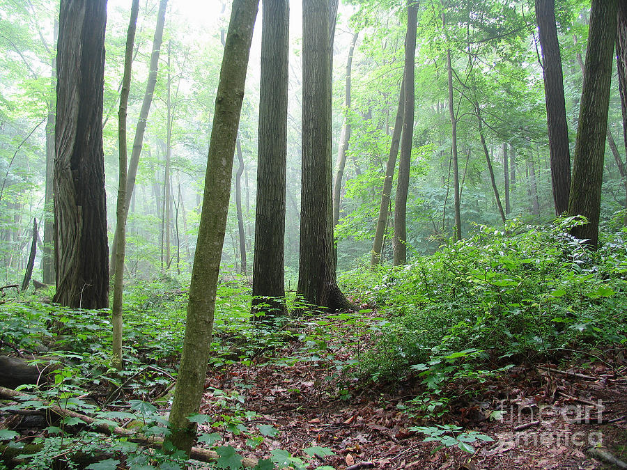 Misty Deep Forest Photograph by Kathi Mirto