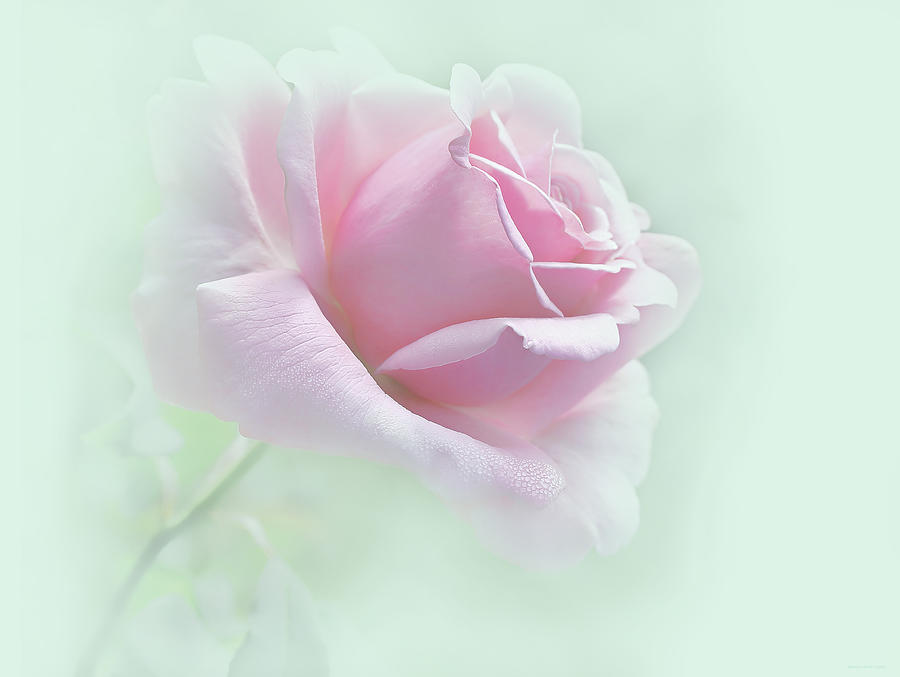 Summer Photograph - Misty Dream Pink Rose Flower by Jennie Marie Schell