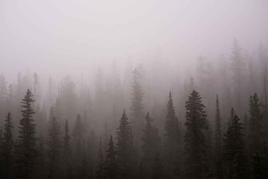 Mist Photograph - Misty by Emily Dickey