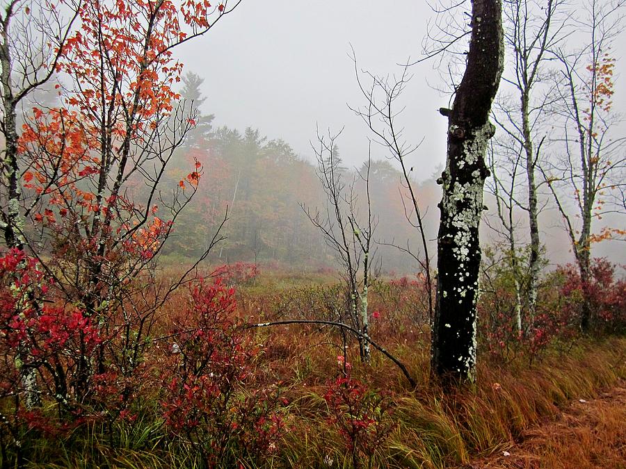 Misty Fall Meadow Photograph by MTBobbins Photography