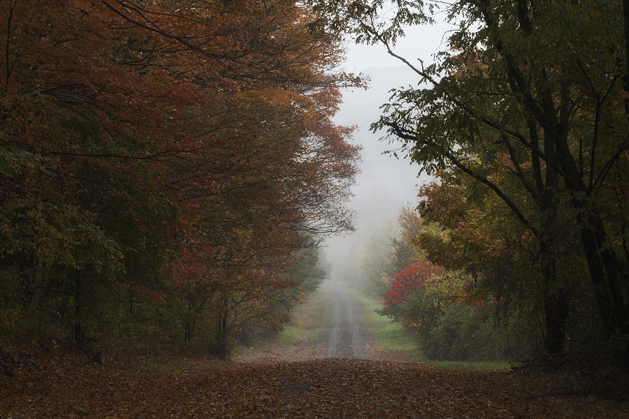Tree Photograph - Misty Fall Morning by Frank Morales Jr