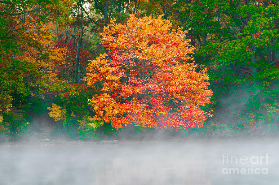 Misty Fall tree Photograph by Anthony Sacco