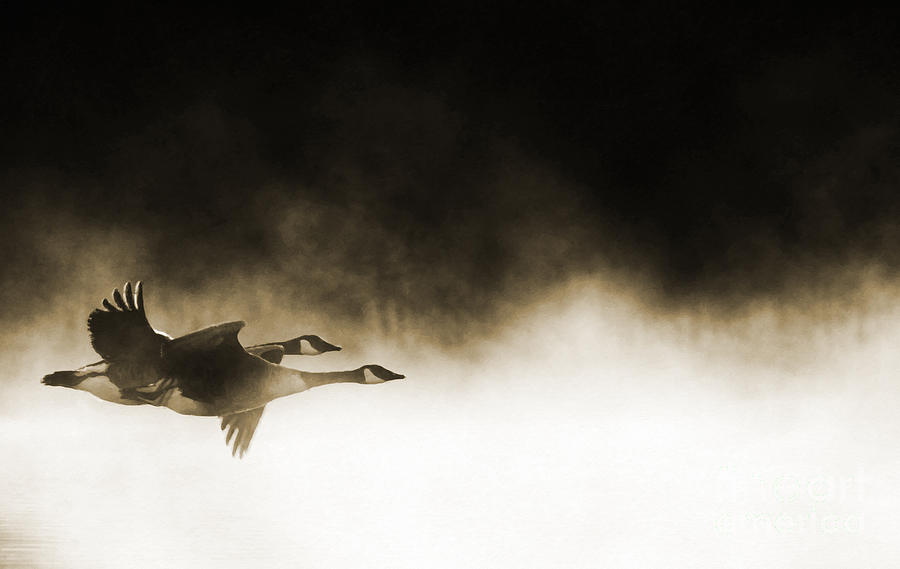 Goose Photograph - Misty Flight by Tim Gainey
