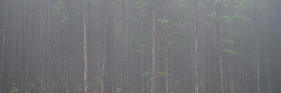 Misty Forest Photograph by Dustin LeFevre