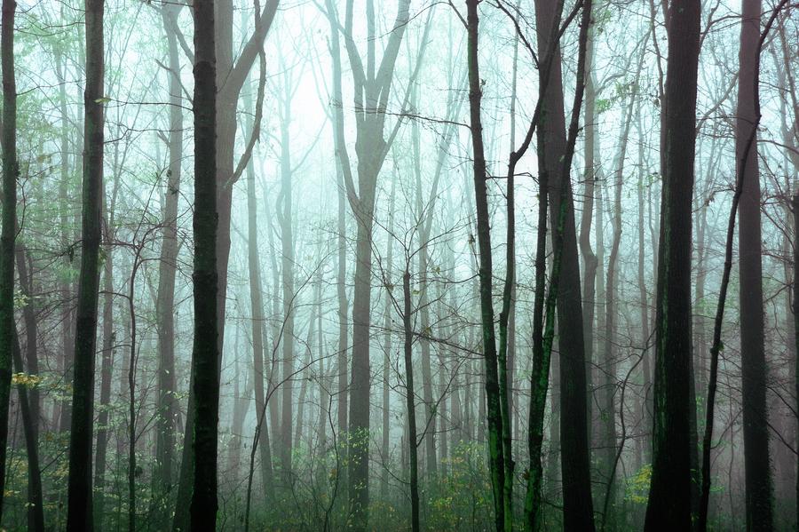 Misty Forest Photograph by John Greim/science Photo Library