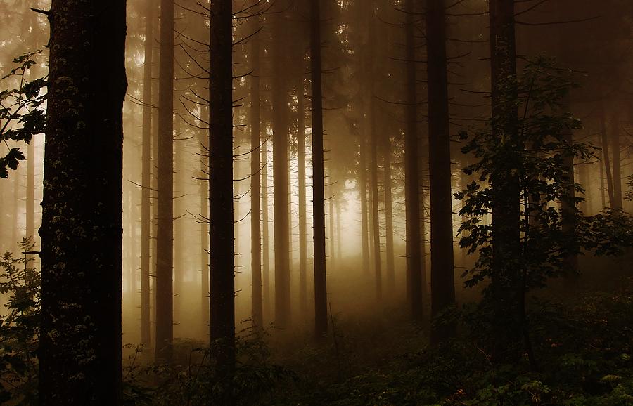 Misty Forest Photograph by Jose Carlos Fernandes De Andrade