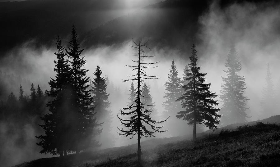 Black And White Photograph - Misty Forest by Julien Oncete