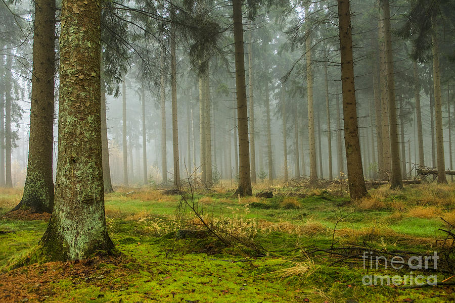 Misty fall forest Photograph by Patricia Hofmeester