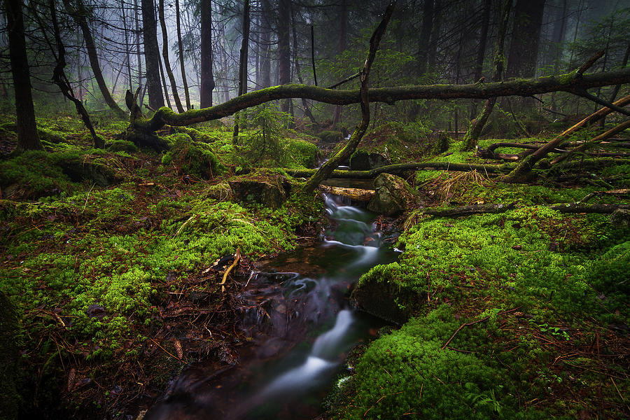 Misty Forest Photograph by Trond Strømme