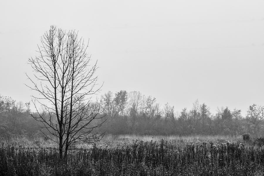 Misty Grey Photograph by CJ Schmit