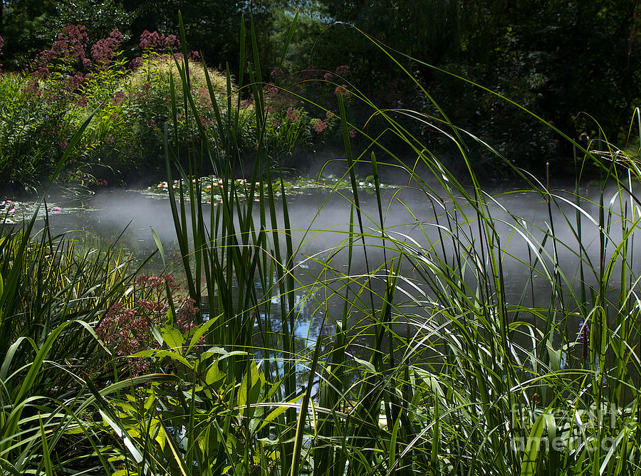 Misty Lily Pond Photograph by Ann Horn