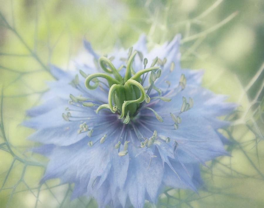 Flower Photograph - Misty Love by Kim Hojnacki